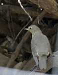 Swainsons Thrush 2789